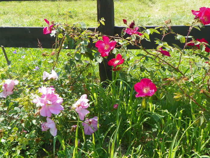 Scharlachglut si Marguerite Hilling - Trandafiri 2015