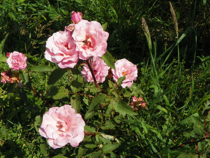Martha - Trandafiri 2015