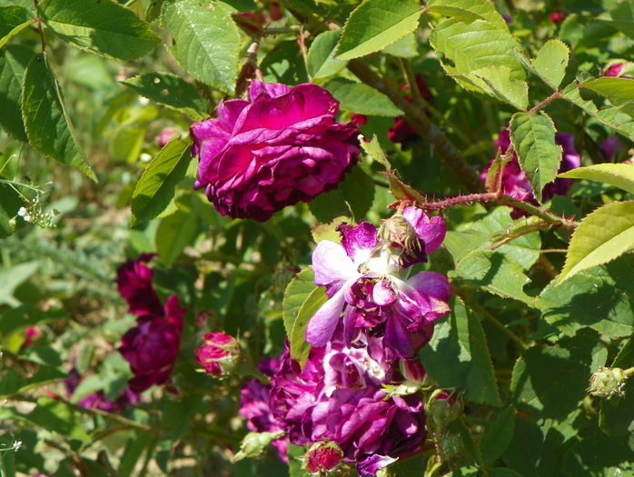 Orpheline de Juillet