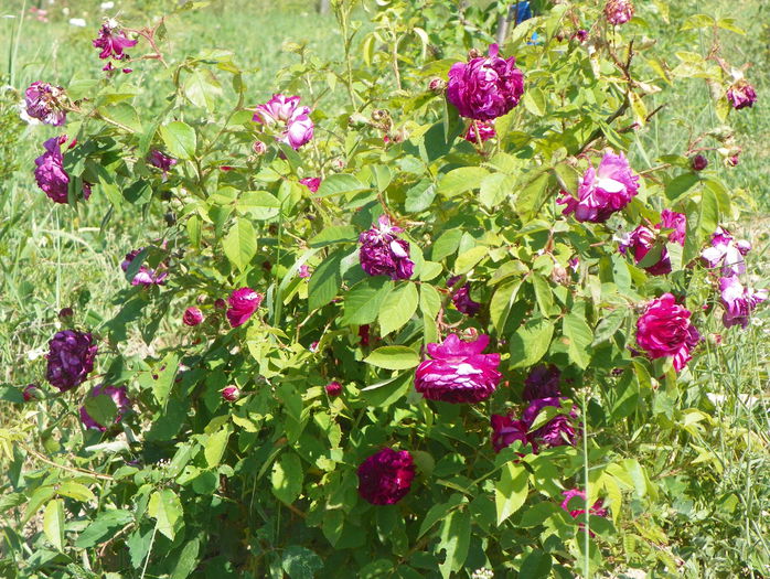 Orpheline de Juillet