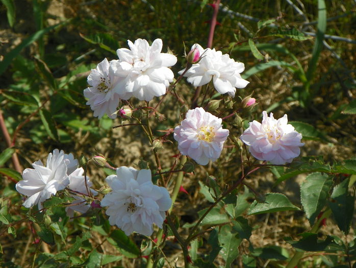 Pauls Himalayan Musk