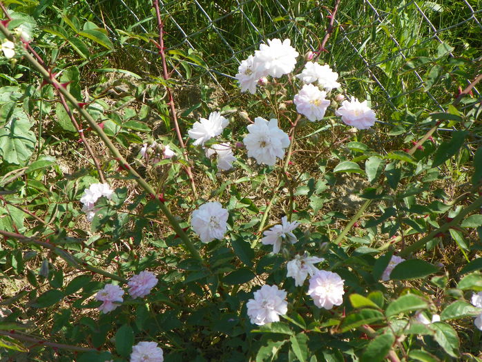 Pauls Himalayan Musk
