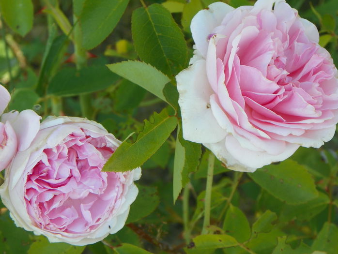 St. Swithun - Trandafiri 2015