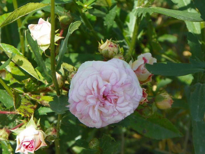 Pink Ghislaine de Feligonde