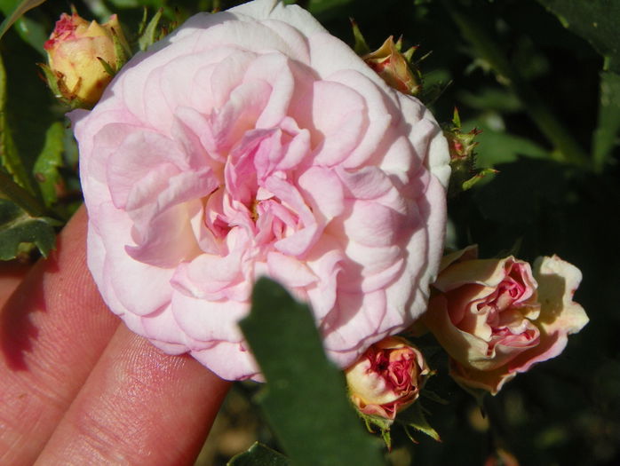 Pink Ghislaine de Feligonde