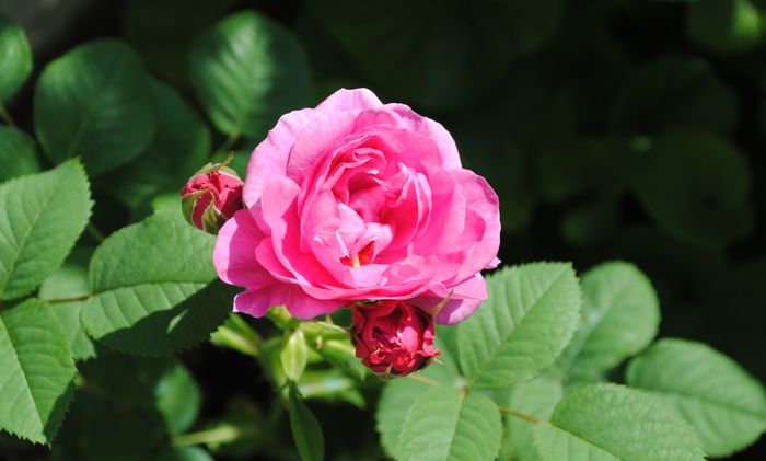 England s Rose - 2015 trandafiri -II