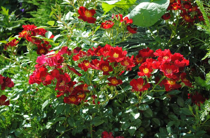 Bienenweide Rot - 2015 trandafiri -II
