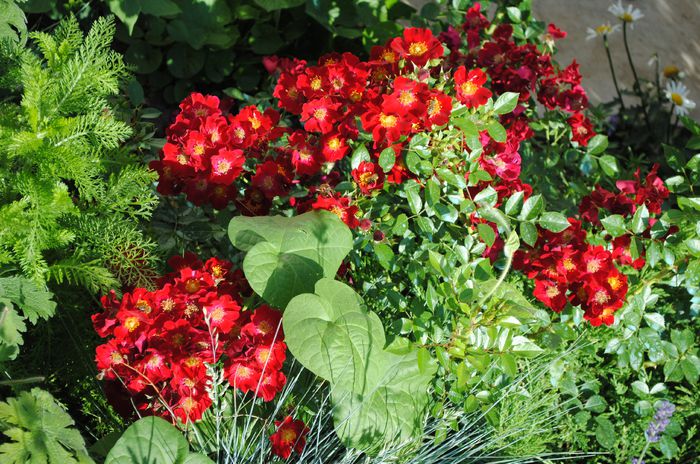 Bienenweide Rot - 2015 trandafiri -II