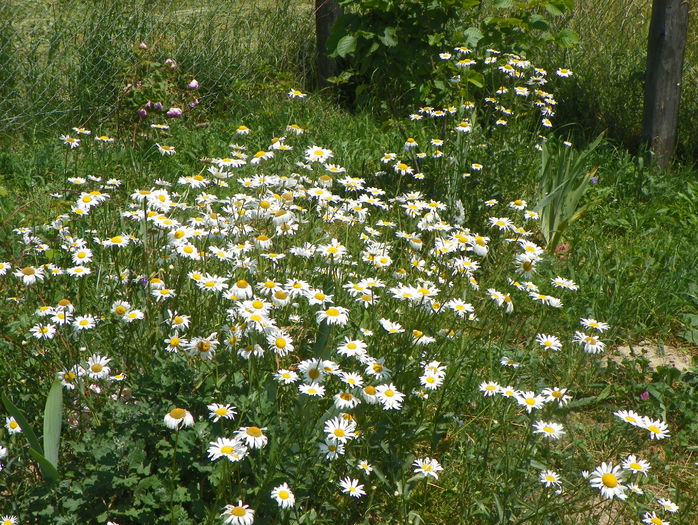 13 iun 001 - z-Dobarland 2015