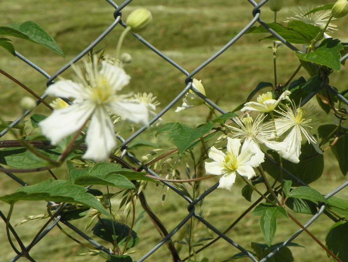 Summer Snow - z-Dobarland 2015