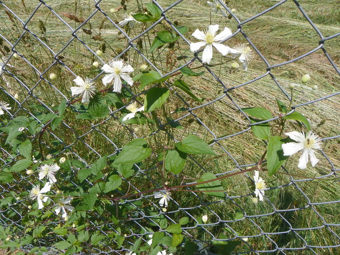 Summer Snow - z-Dobarland 2015