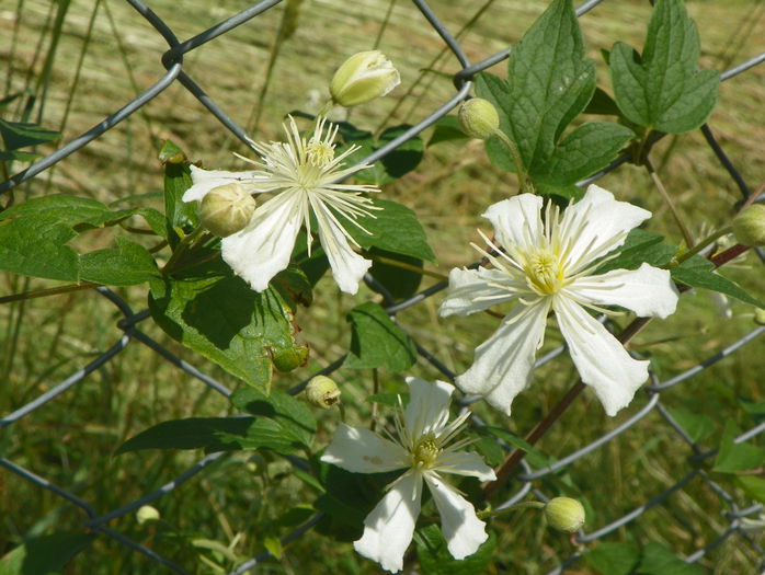 Summer Snow - z-Dobarland 2015