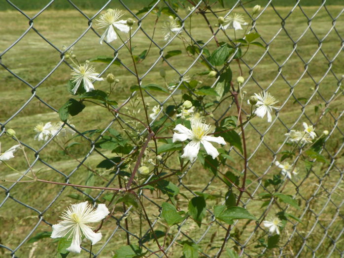 Summer Snow - z-Dobarland 2015