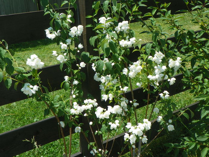 philadelphus Schneesturm - z-Dobarland 2015