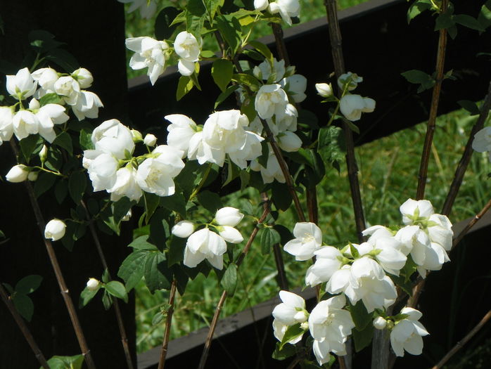 philadelphus Schneesturm - z-Dobarland 2015