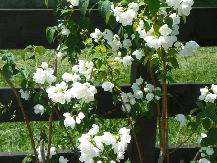 philadelphus Schneesturm - z-Dobarland 2015