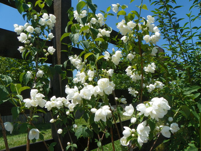 philadelphus Schneesturm - z-Dobarland 2015