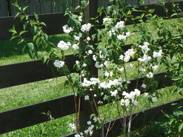 philadelphus Schneesturm - z-Dobarland 2015