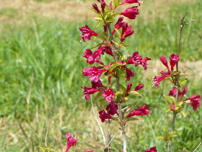 weigela Bristol Ruby - z-Dobarland 2015