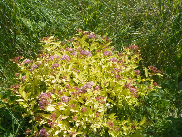 spiraea Golden Princess - z-Dobarland 2015