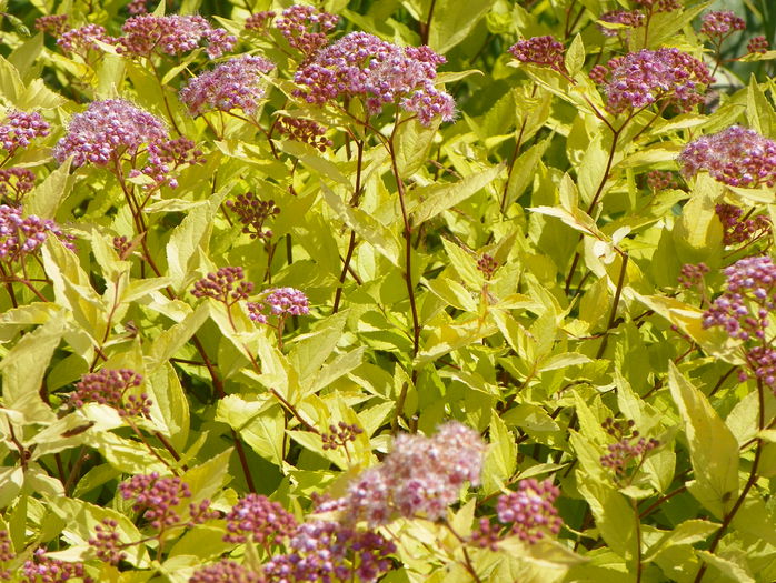 spiraea Golden Princess - z-Dobarland 2015