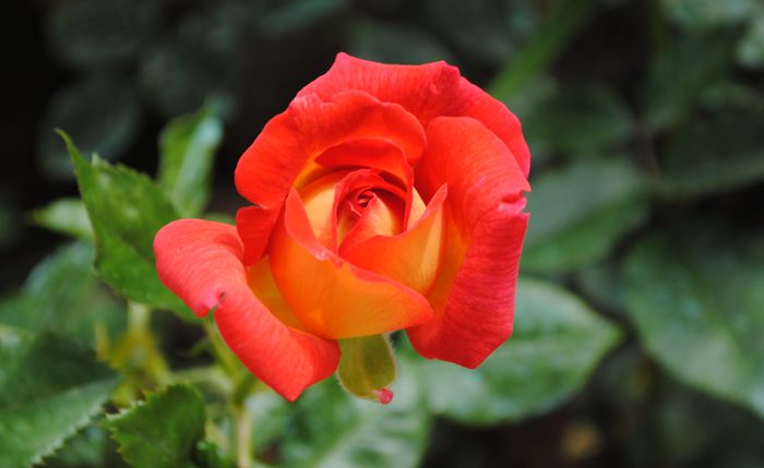 10 iunie, Parfum de Grasse - 2015 trandafiri -II