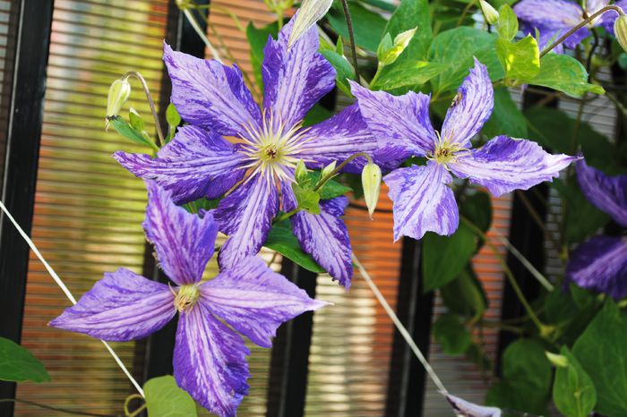 clematis Tie Dye