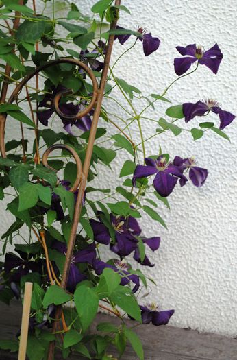 clematis Polish Spirit