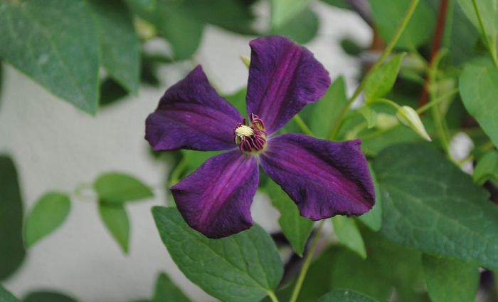 clematis Polish Spirit