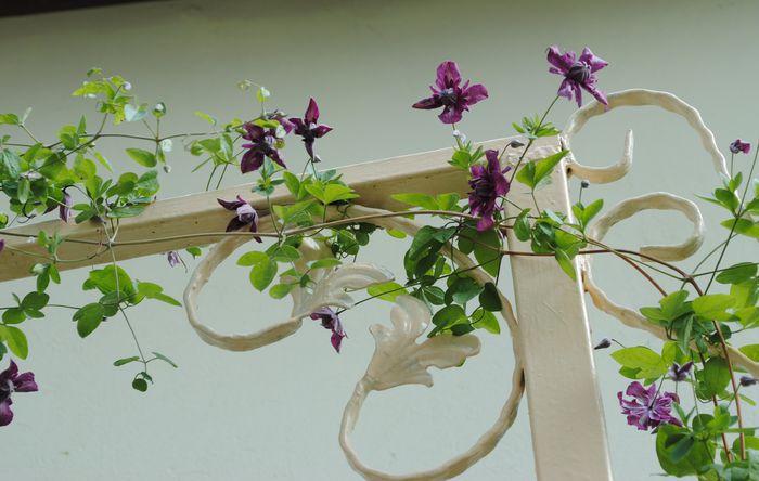 Purpurea Plena Elegans - 2015 clematite