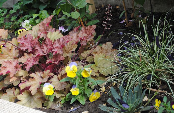 heuchera, carex,panselute - 2015 plantele mele