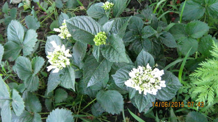 Beautensia Coco - Ciresar