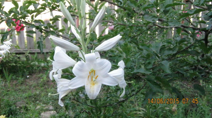 Lilium candidum - Ciresar