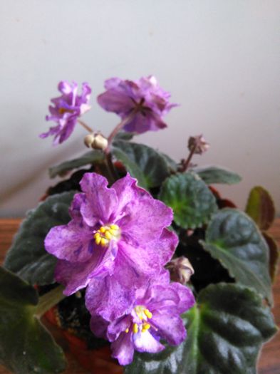 Mellow Magic - A-Violete