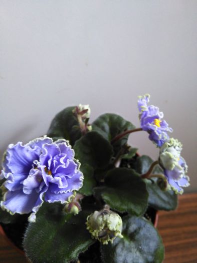 Ruffled Skies - A-Violete