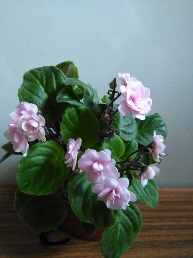 Rob s Vanila Trail - A-Violete