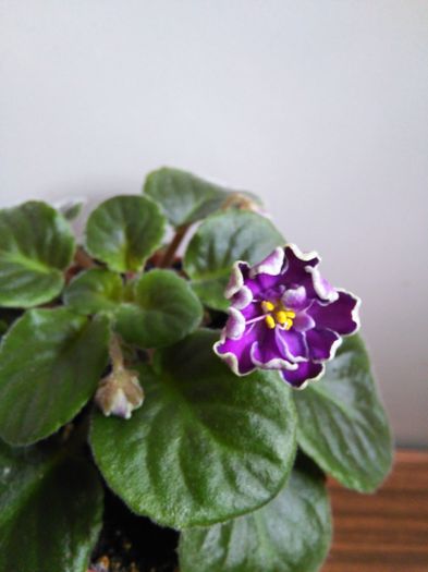 King s Treasure - A-Violete