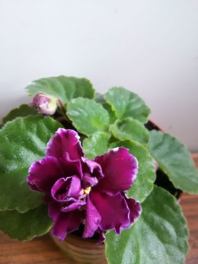 Le Don Corleone - A-Violete
