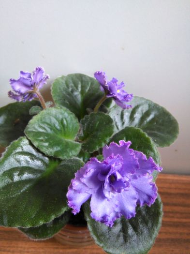 Blue Dragon - A-Violete