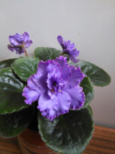  - A-Violete