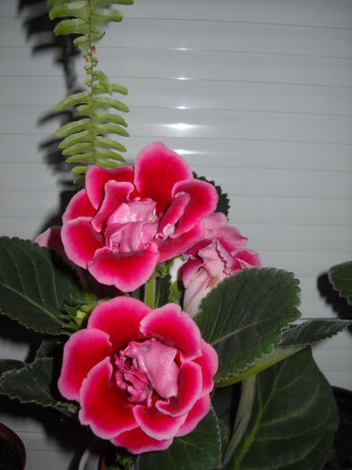 Extasy - 1GLOXINIA-2015