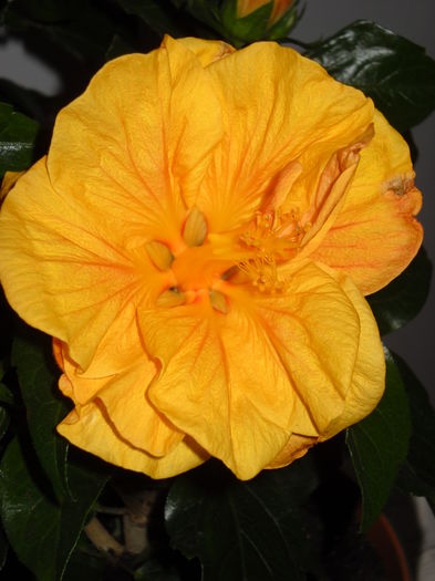 Jazz - HIBISCUS-2015