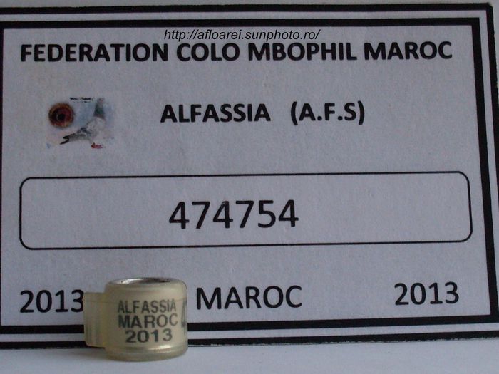 alfassia maroc 2013