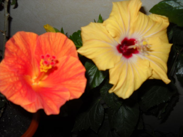 Viky& Yelloww - HIBISCUS-2015