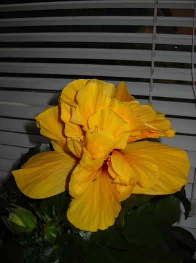 - HIBISCUS-2015