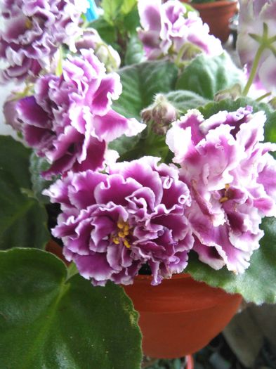 - A-Violete