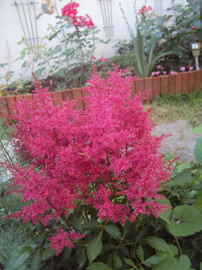 Astilbe