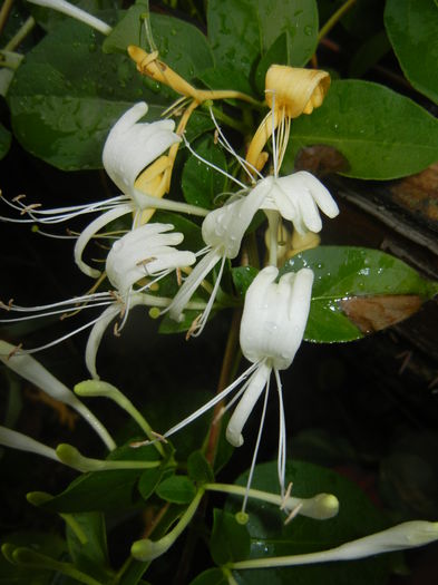 Lonicera japonica (2015, June 05)