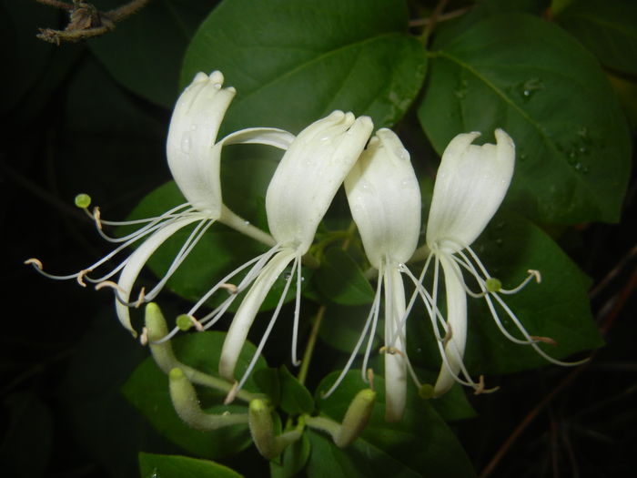 Lonicera japonica (2015, June 05)