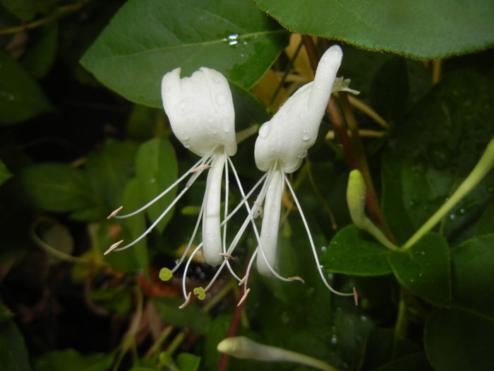 Lonicera japonica (2015, June 05)